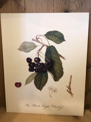 Hooker's Fruits, Twelve Reproducton Antique Prints